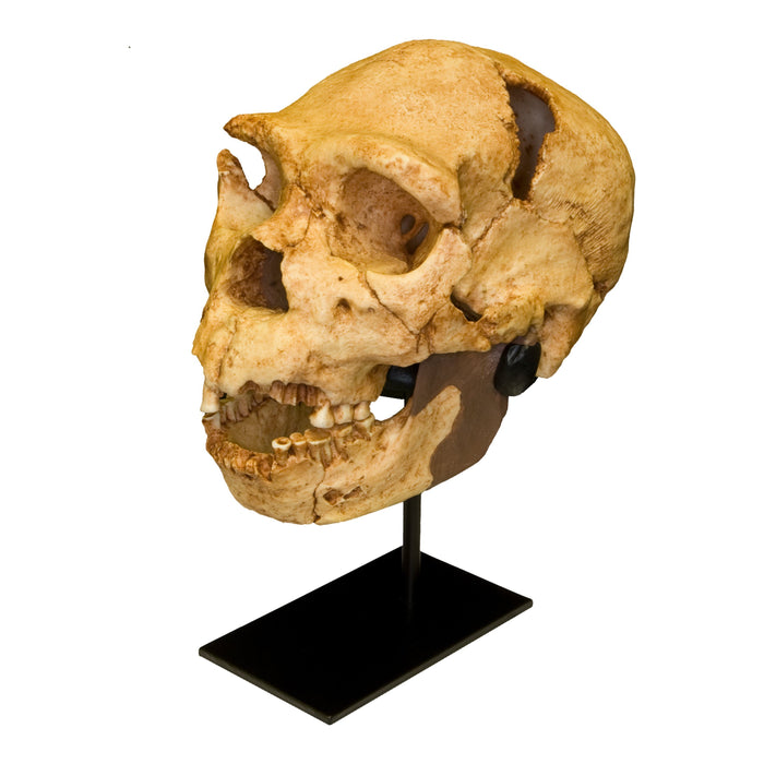 Replica Atapuerca 5 Skull