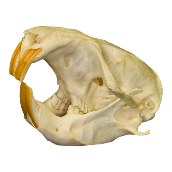 Real Attwater's Pocket Gopher Skull