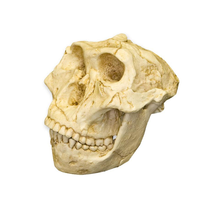 Replica SK-48 Skull and Jaw