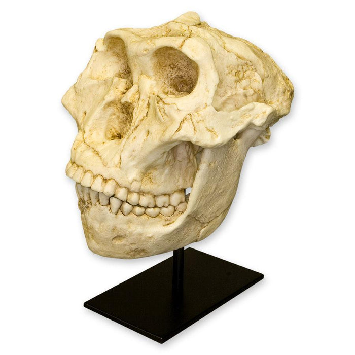 Replica SK-48 Skull and Jaw
