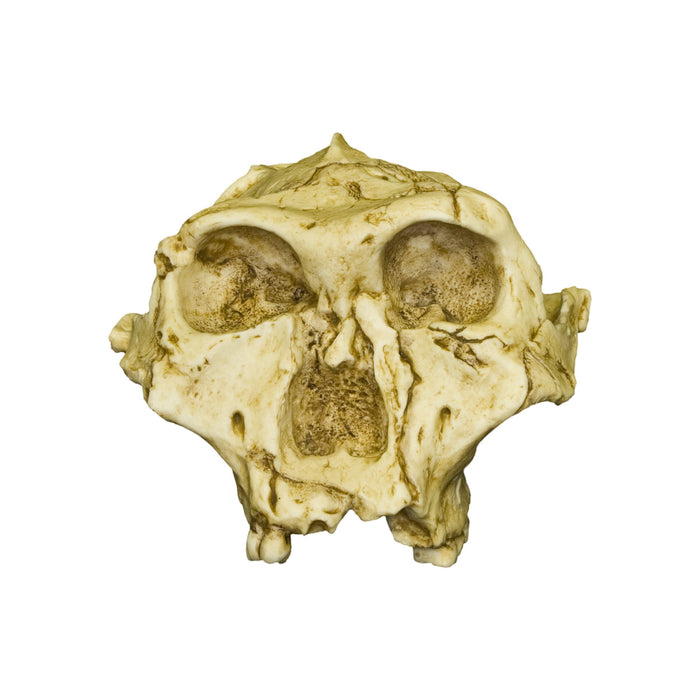 Replica SK-48 Skull - Cranium Only
