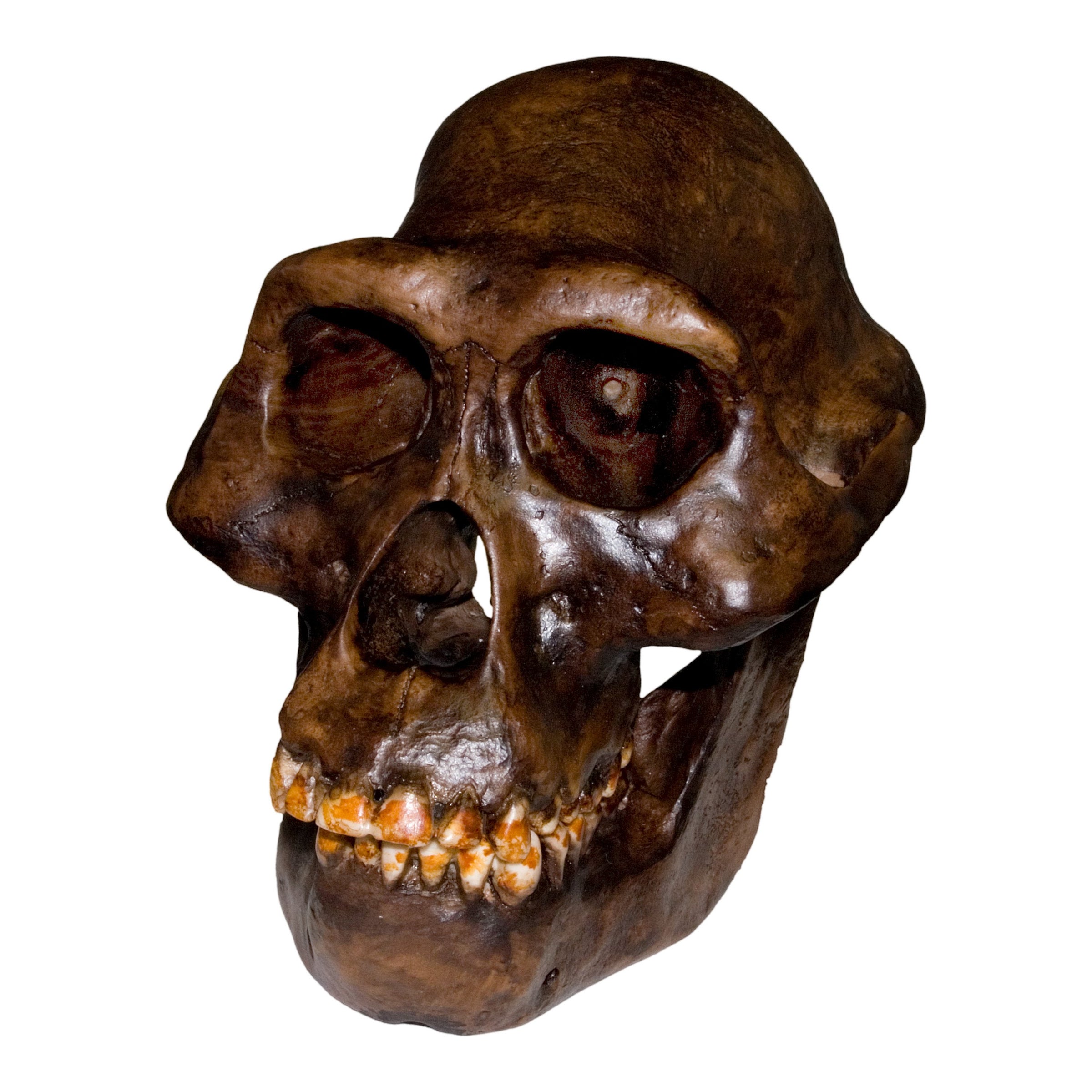Replica Australopithecus afarensis Skull (Male) For Sale — Skulls ...