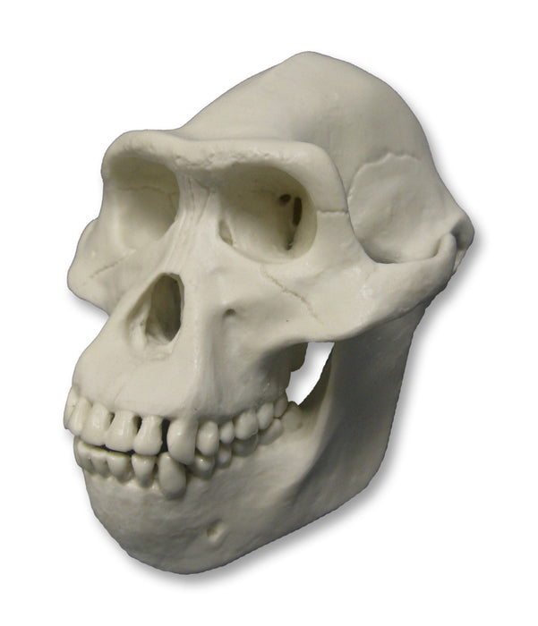 Replica Half Scale Primate Skull Australopithecus afarensis