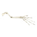 Replica Aye-aye Arm