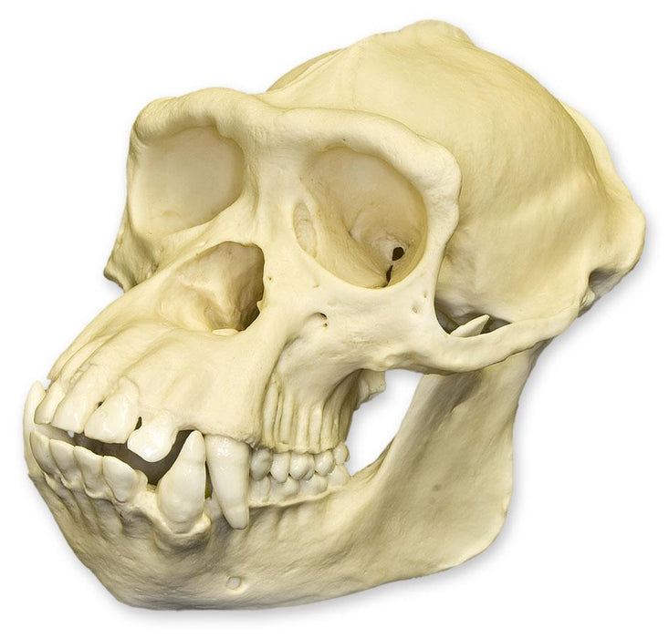 Replica Chimpanzee Skull - Male
