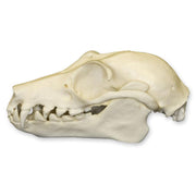 Replica Fruit Bat Skull
