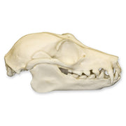 Replica Fruit Bat Skull