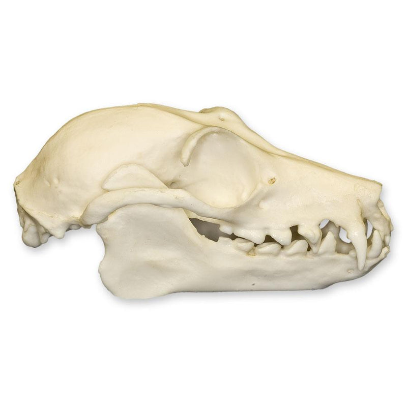Replica Fruit Bat Skull