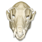 Replica Fruit Bat Skull