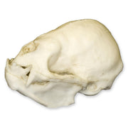 Replica Vampire Bat Skull