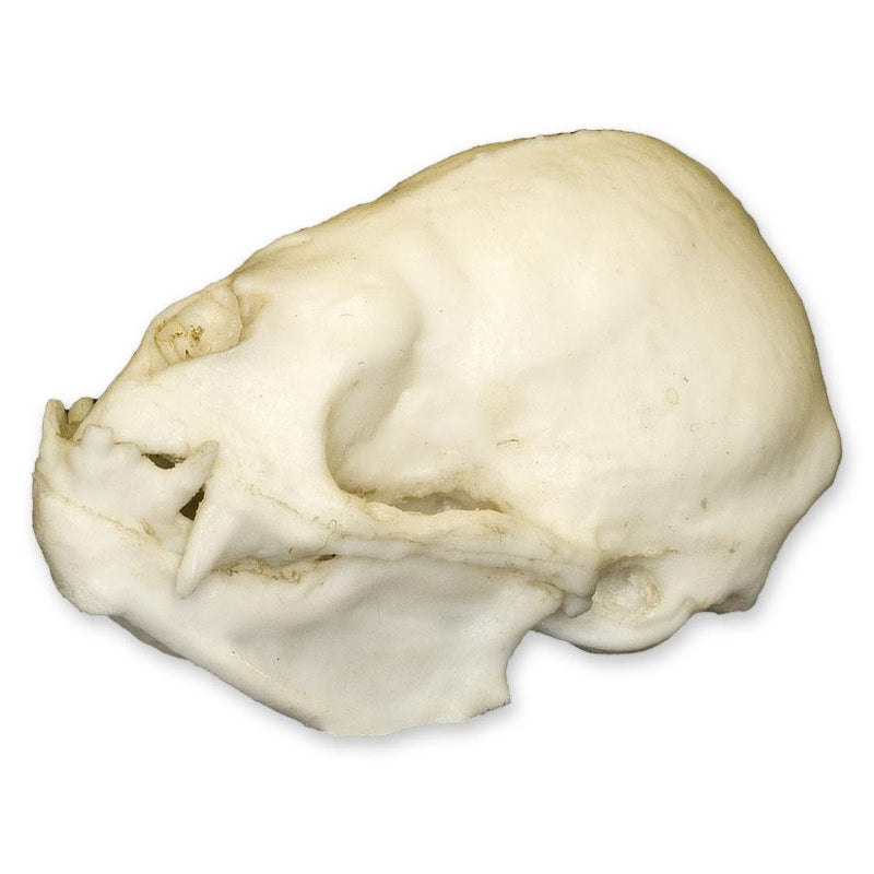Replica Vampire Bat Skull