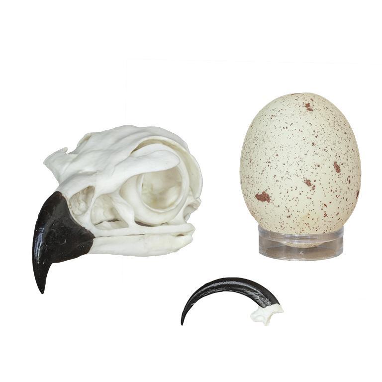 Replica Golden Eagle Set (Skull, Talon, Egg)