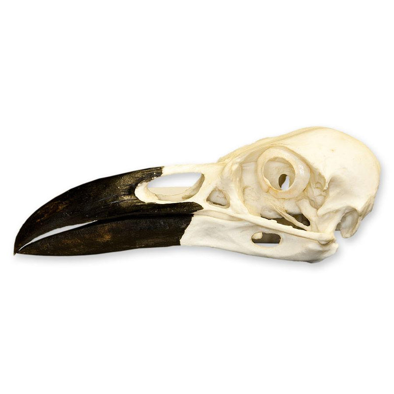 Replica Common Raven Skull