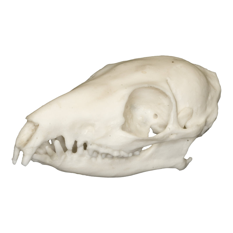 Replica Tree Shrew Skull