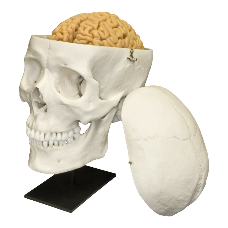 Replica Human Skull with Brain and Stand - Asian Male
