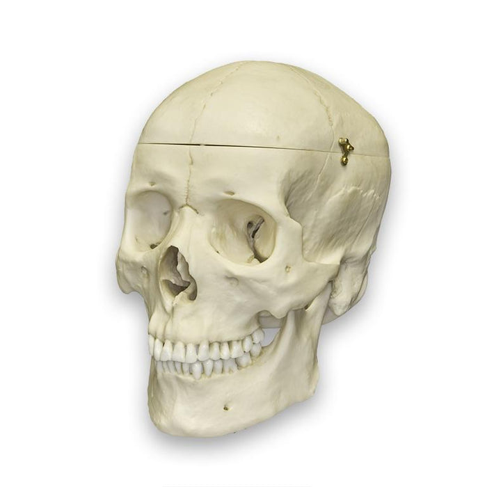 Replica Human Skull with Brain and Stand - Asian Male