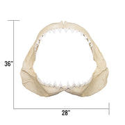 Replica Great White Shark Jaw