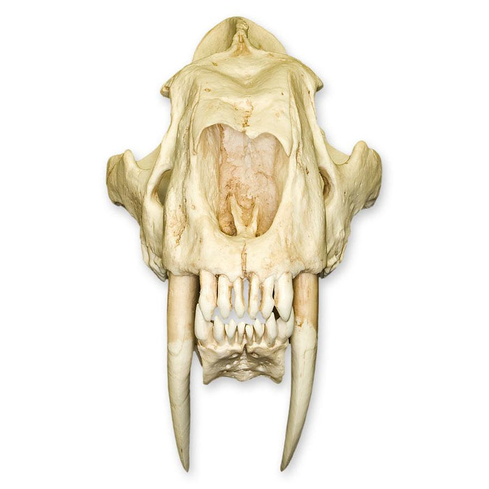 Replica Sabertooth Cat Skull - South American (Smilodon populator)