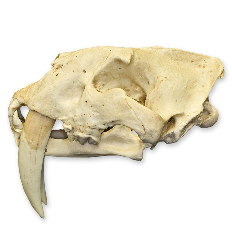 Replica Sabertooth Cat Skull - South American (Smilodon populator)