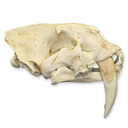 Replica Sabertooth Cat Skull - South American (Smilodon populator)
