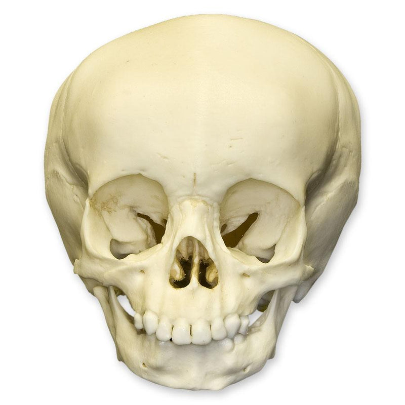 Replica 15-month-old Human Child Skull