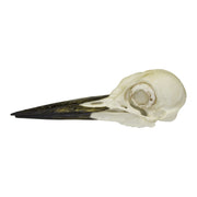 Replica Pileated Woodpecker Skull