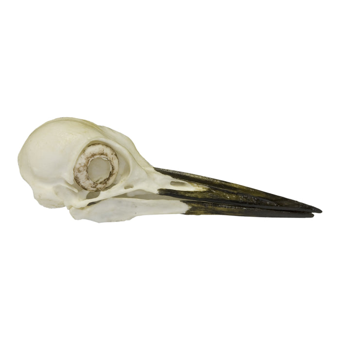 Replica Pileated Woodpecker Skull