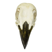 Replica Pileated Woodpecker Skull