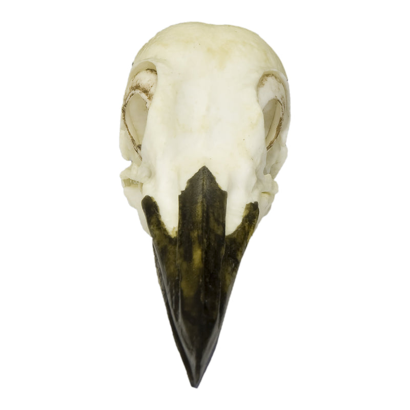 Replica Pileated Woodpecker Skull