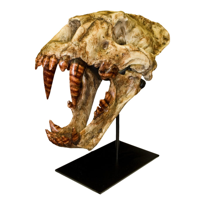 Replica Sabertooth Cat (Xenosmilus hodsonae) Skull