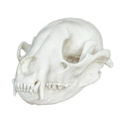 Replica Raccoon Skull - Economy