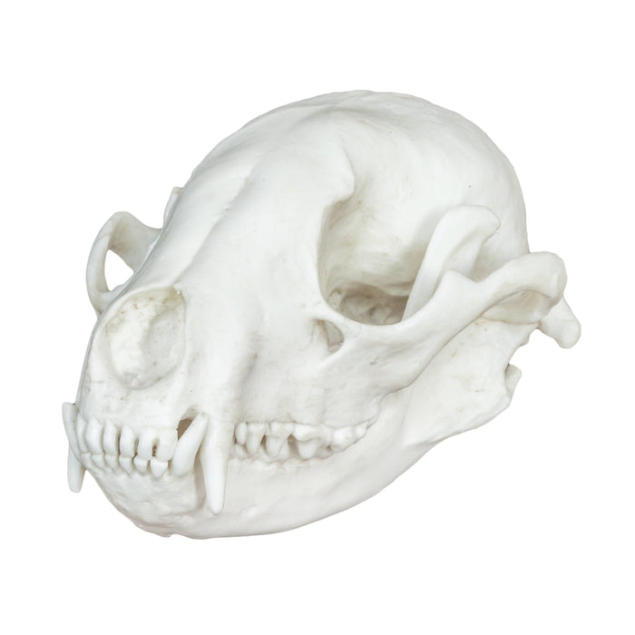 Replica Raccoon Skull