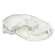 Replica Raccoon Skull - Economy