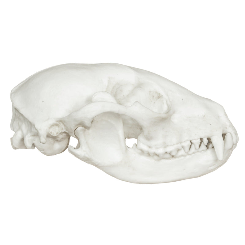 Replica Raccoon Skull - Economy