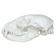 Replica Raccoon Skull - Economy