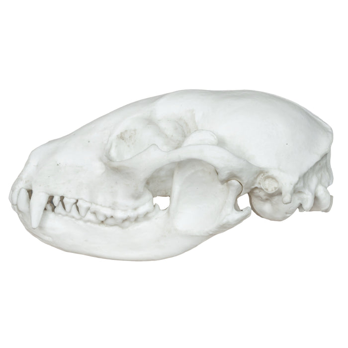 Replica Raccoon Skull