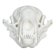 Replica Raccoon Skull - Economy