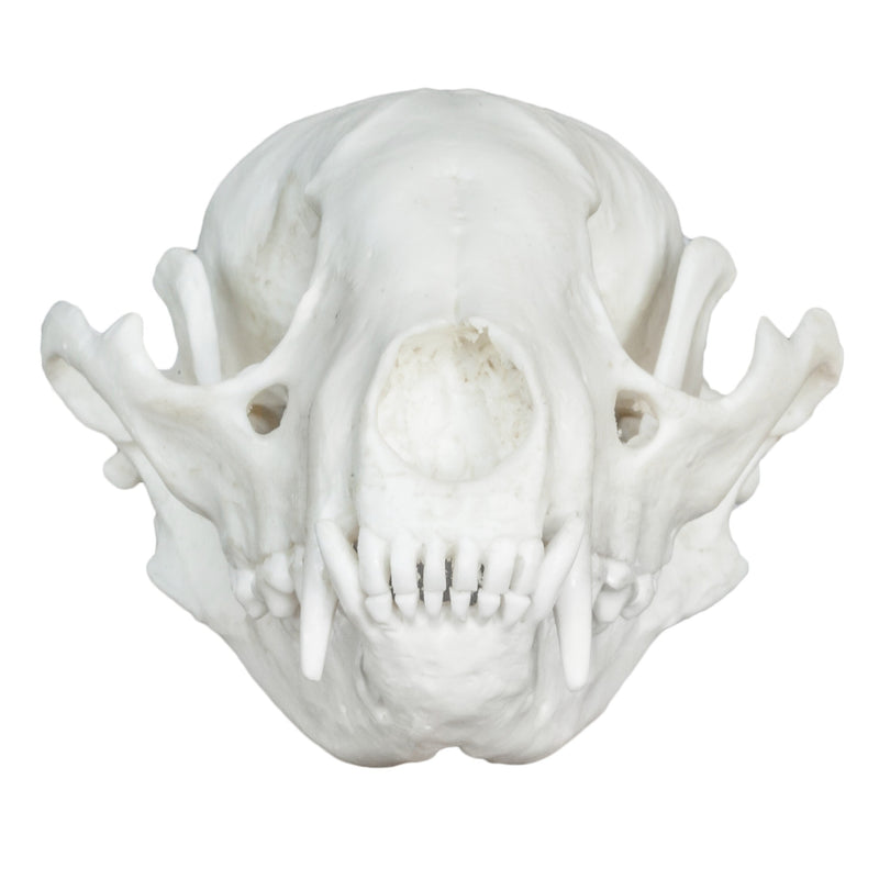 Replica Raccoon Skull - Economy