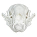 Replica Raccoon Skull - Economy