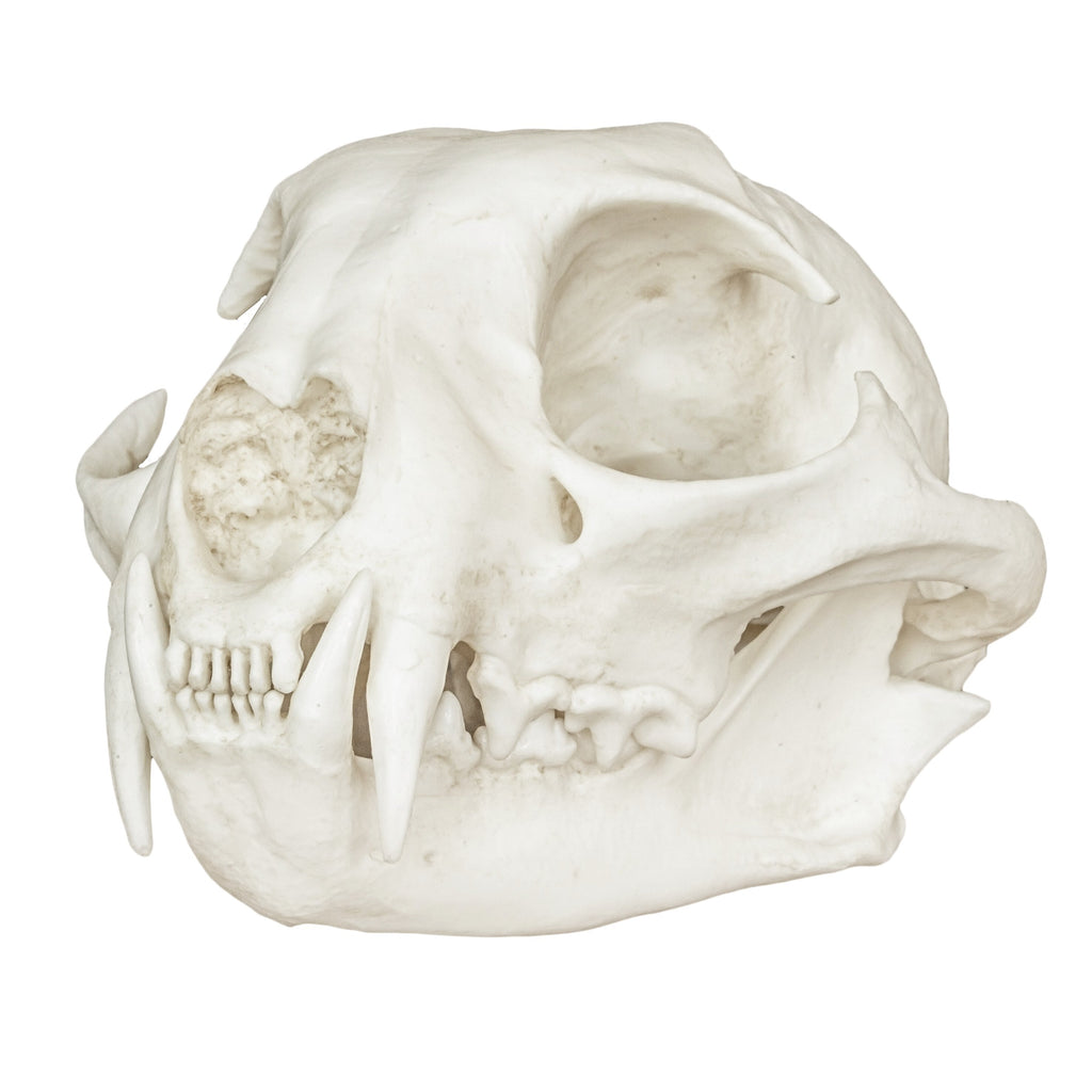 Replica Bobcat Skull For Sale — Skulls Unlimited International, Inc.