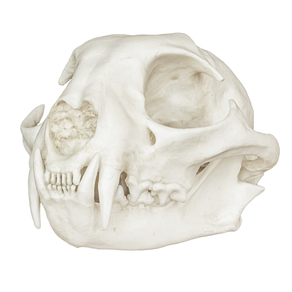 Replica Bobcat Skull For Sale — Skulls Unlimited International, Inc.