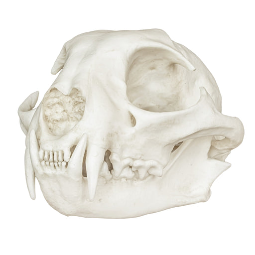 Replica Bobcat Skull - Economy