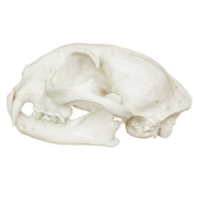 Replica Bobcat Skull - Economy