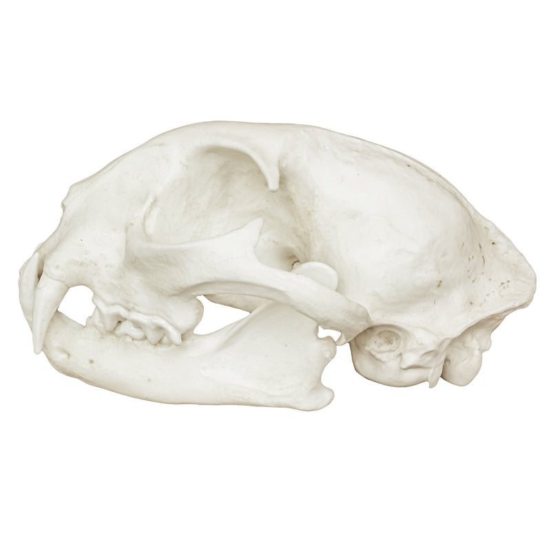 Replica Bobcat Skull - Economy