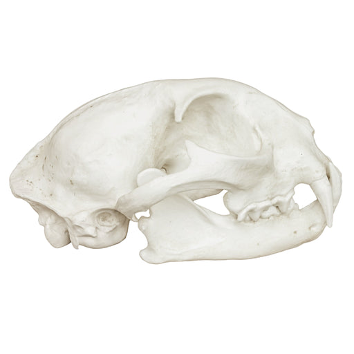 Replica Bobcat Skull - Economy