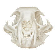 Replica Bobcat Skull - Economy