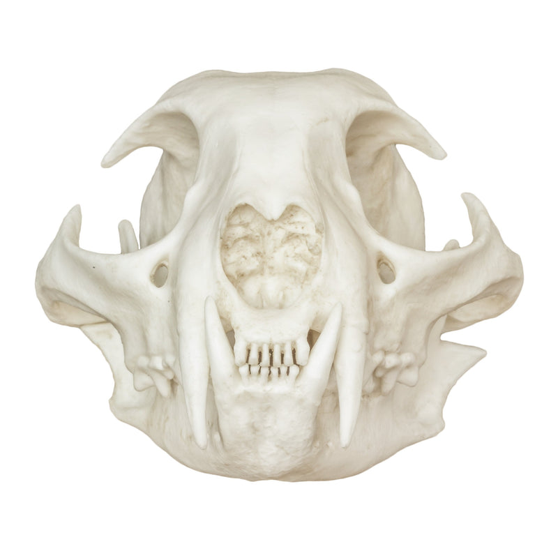 Replica Bobcat Skull - Economy