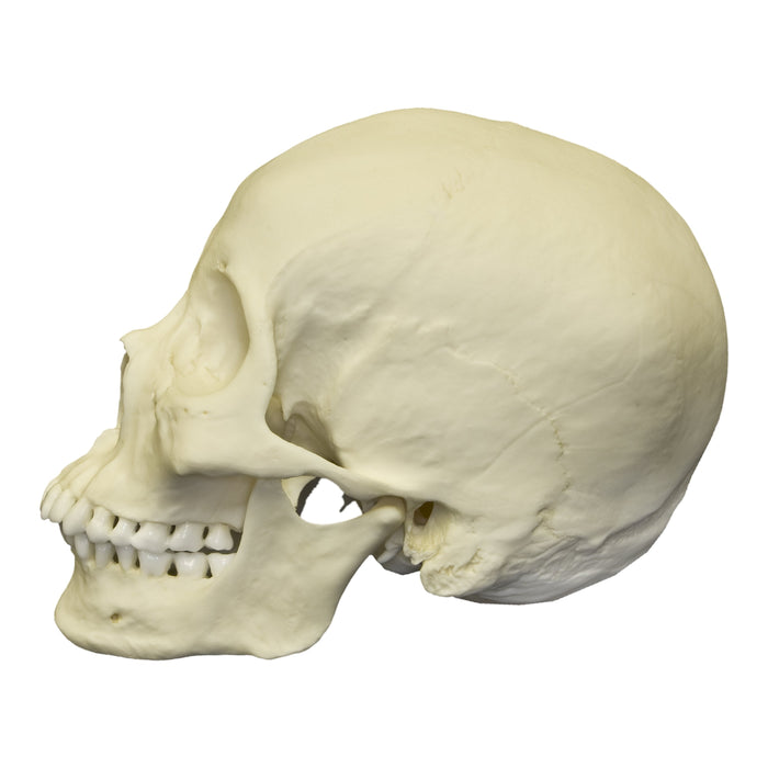 Replica Human Skull - Asian Female