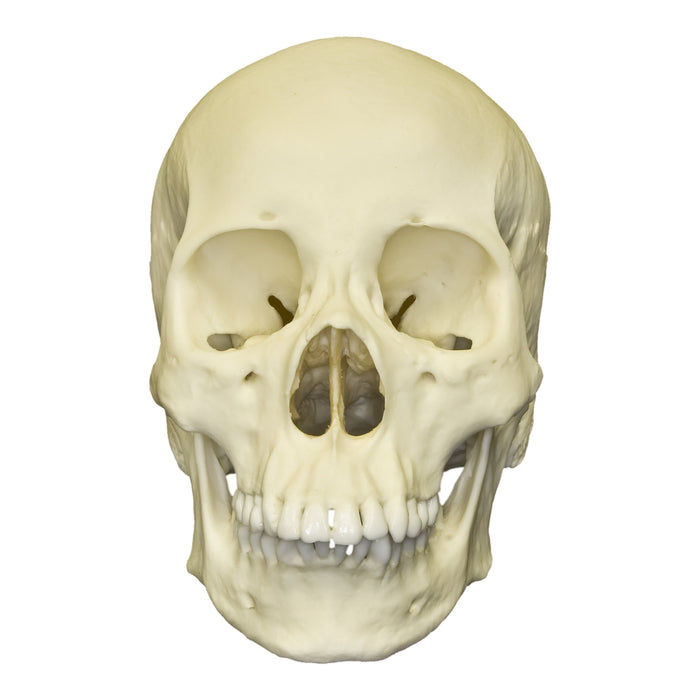 Replica Human Skull - Asian Female