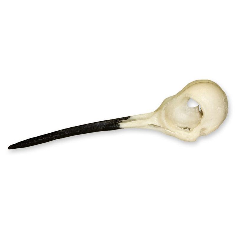 Replica Ruby-throated Hummingbird Skull